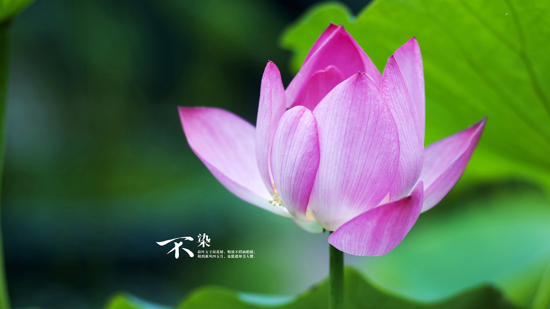 _体育产业链转型:网球赛事带动相关产业发展_,网球行业分析