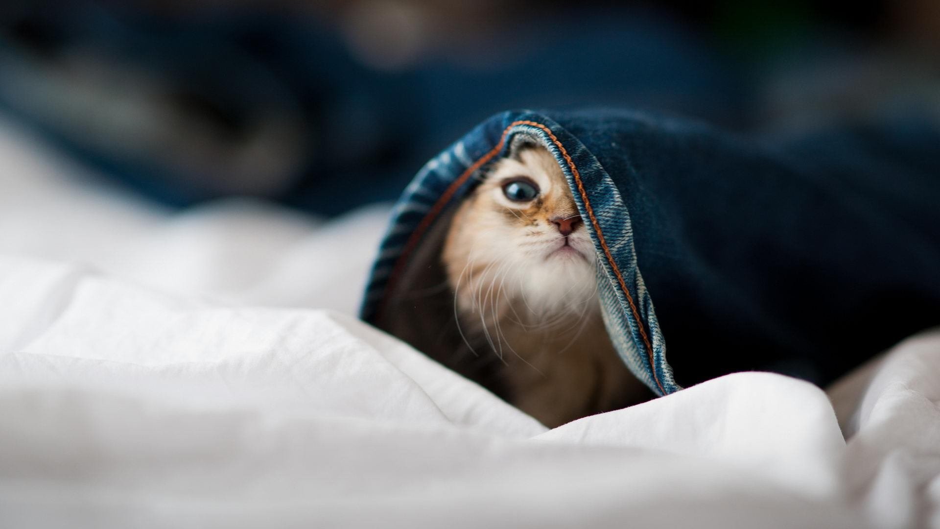 “英超强强对话:豪门对决激烈上演,榜首之争白热化”,英超豪门多