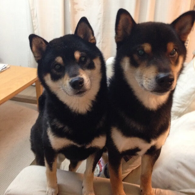 保守与激进：不同策略下的赛场对决，激进和保守怎么区分