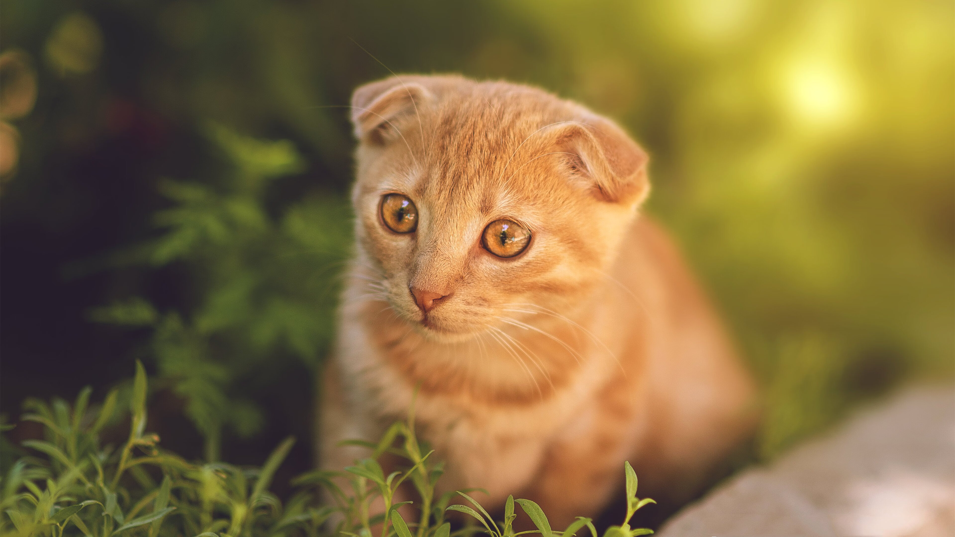 Jiuyou-德甲引入新战术分析系统，大幅提升比赛精彩程度，德甲解析