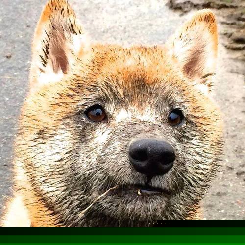 九游（jiuyou.com）游戏-德甲引领欧洲足球科技创新，打造智慧赛事，德甲用球2020