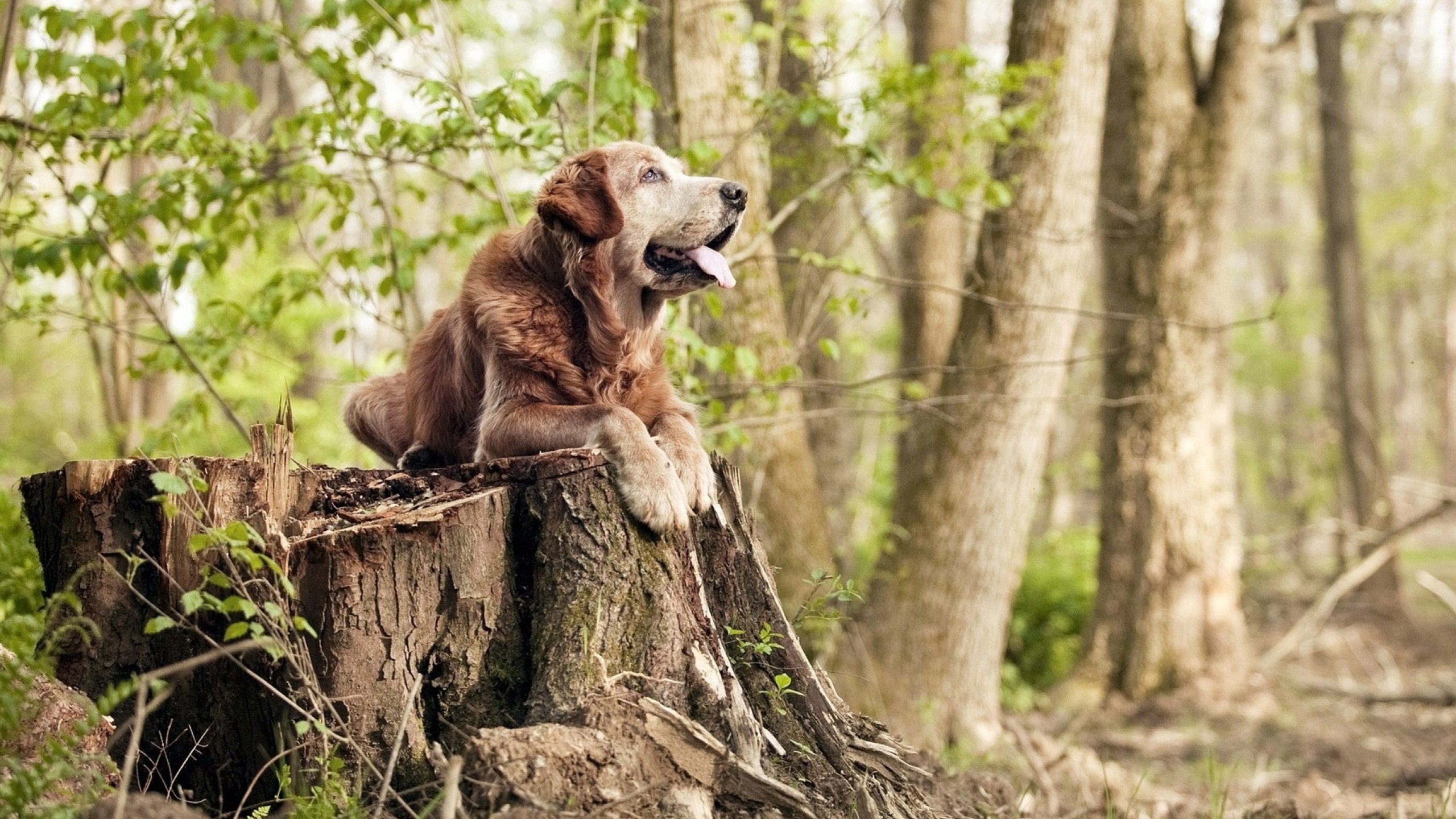 德甲引领绿色足球运动理念,推动可持续发展,德甲绿色球衣