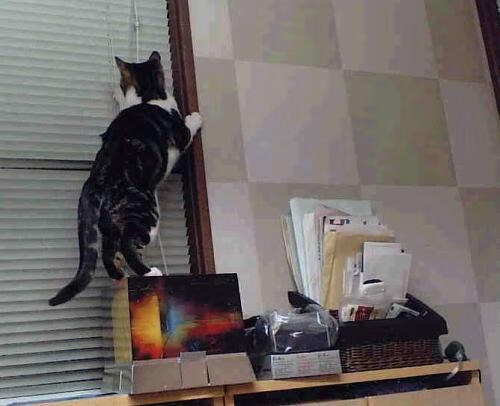 多名俱乐部高层被调查,反腐力度加大,俱乐部官员是干嘛的