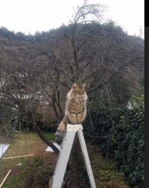 托桑·埃夫布奥姆万在NBA夏季联赛中表现出色，埃托奥和布冯相视一笑