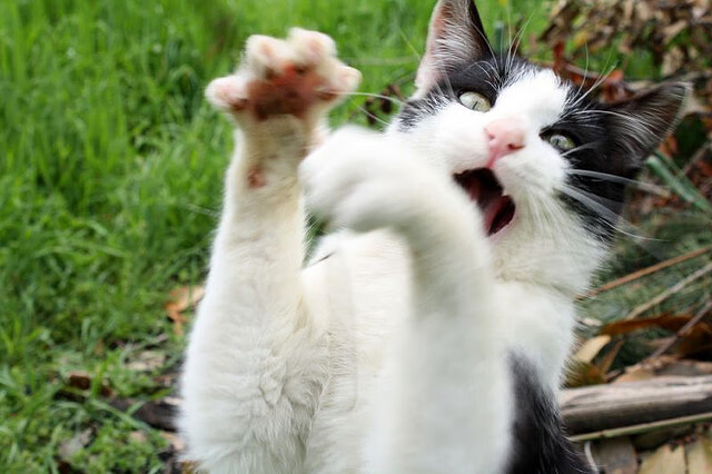 是否应建立更多非洲与亚洲球员通道，加强同非洲国家