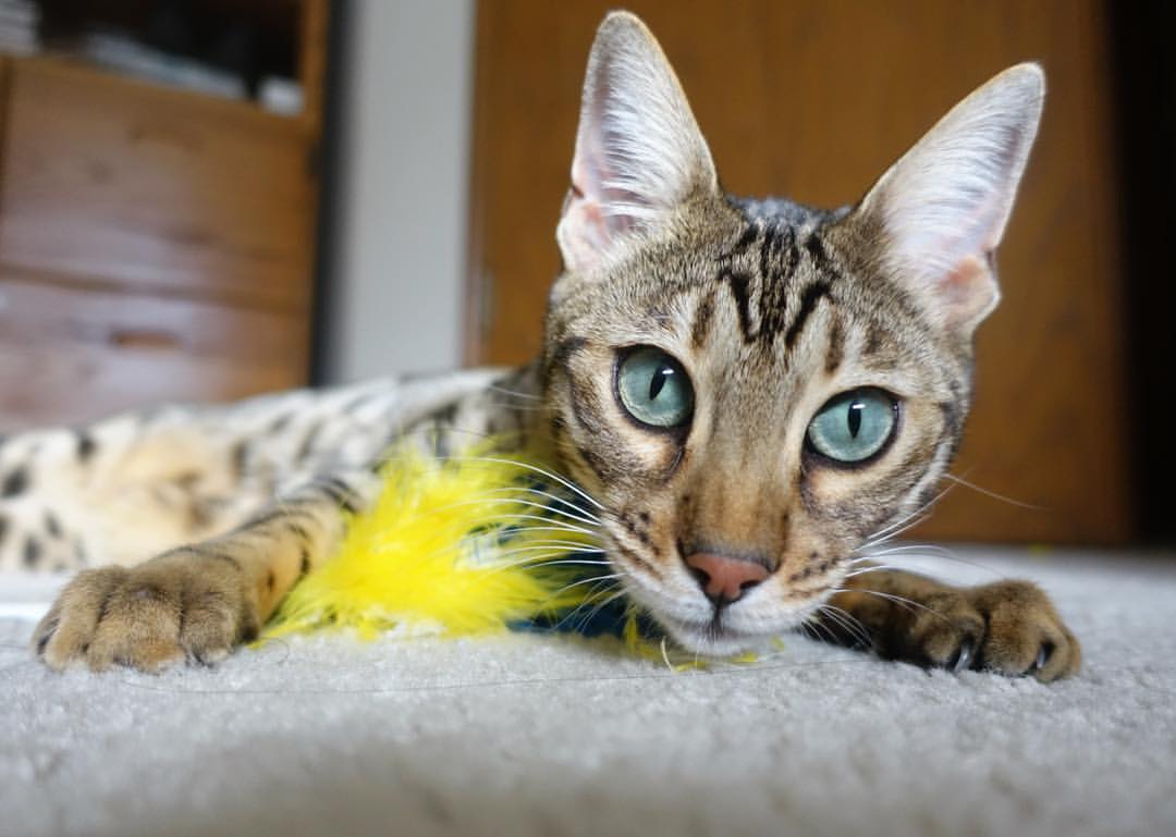 波尔多后卫神勇抢断,助球队客场获胜,波尔多前锋