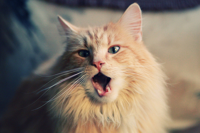 门将内赫尔关键扑救，确保美国女足胜利，内马尔门将