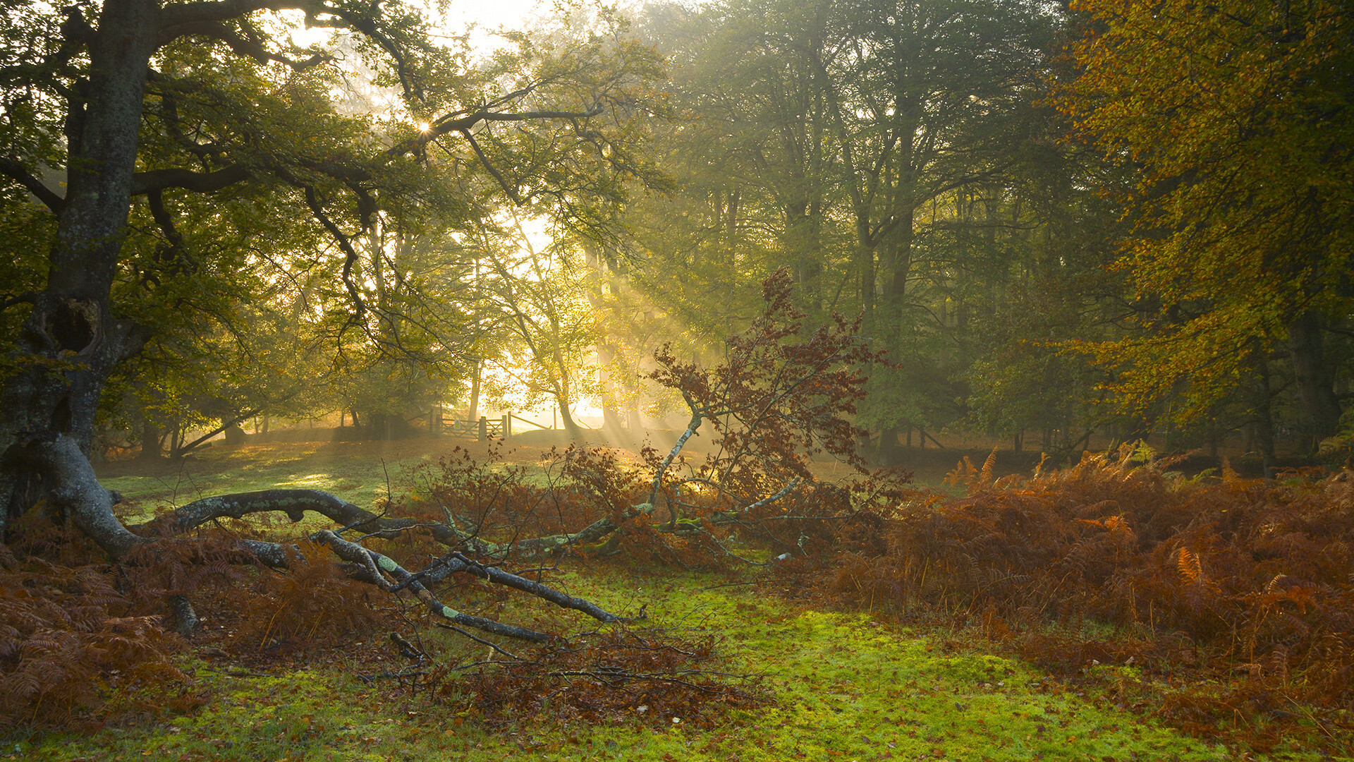 鹿岛鹿角新赛季目标明确,鹿岛鹿角主力