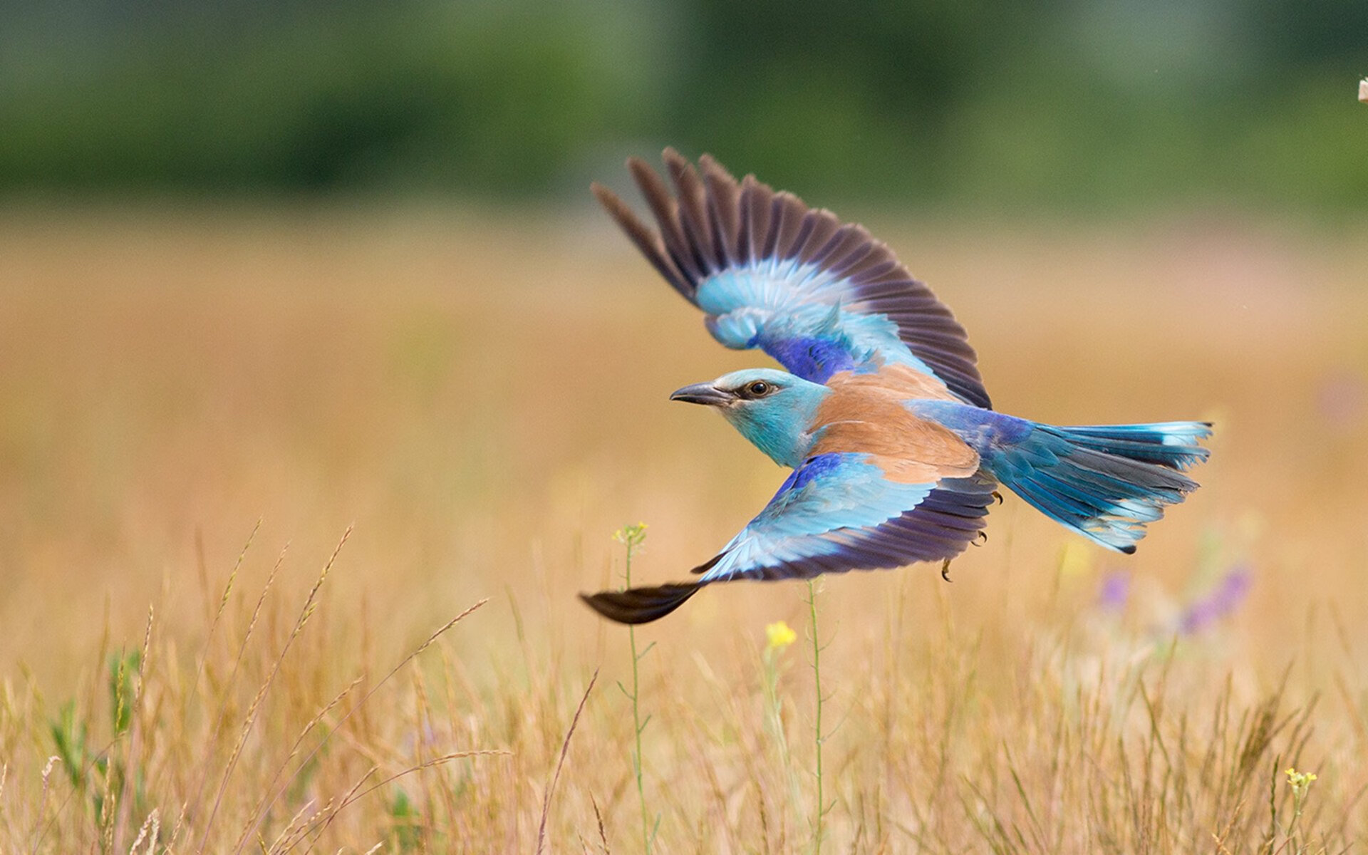 “定向越野:东部新区赛场考验运动员全方位能力”