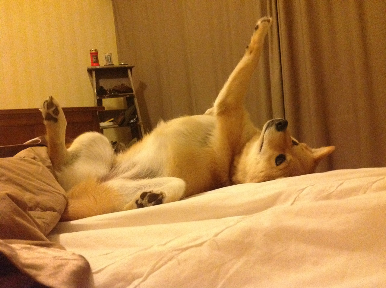 个别选手划水节奏接近国际顶级水平,划水选手是什么意思