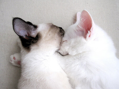 中国女泳队延续大赛好传统,中国女子游泳联合队