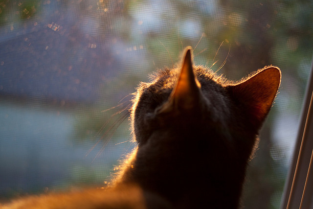 九游游戏中心-女子接力反超澳洲惊险夺冠，女子接力回放