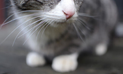 球员心理压力与竞技状态的关系,球员心理压力与竞技状态的关系是