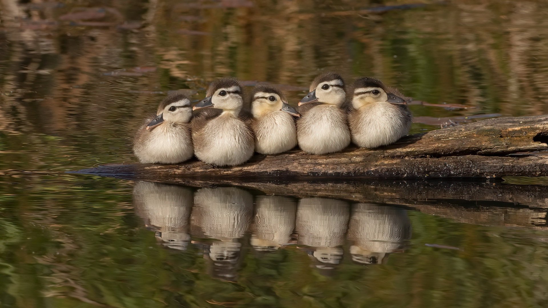 拉恩：全黑队外线的重要进攻手段，突破速度让对手防不胜防，拉恩对费雷拉