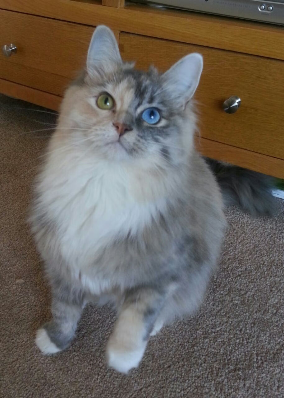 欧洲杯战术演变:变化多端,精彩不断!,欧洲杯技术分析