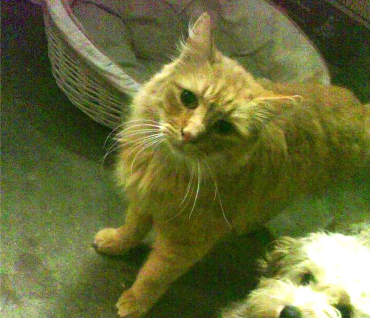 Jiuyou-詹姆斯晒训练照称年龄不是问题，詹姆斯训练肌肉照