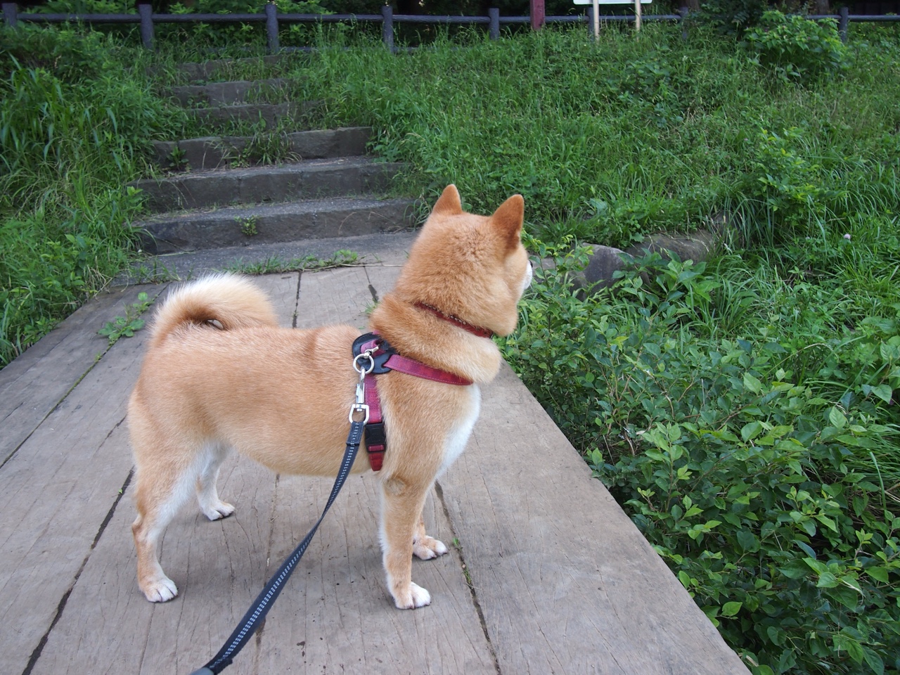 足球青训体系引入人工智能教学平台,足球青训3大基础