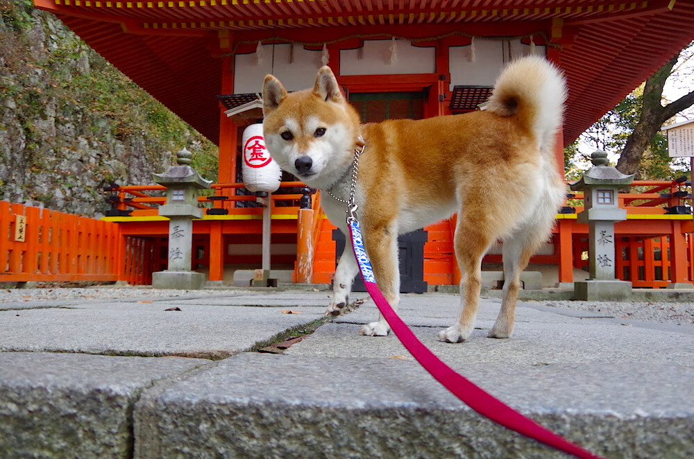 九游娱乐(jiuyou)官网-苏格兰橄榄球青训体系逐步完善，球员成长空间巨大，苏格兰场受训