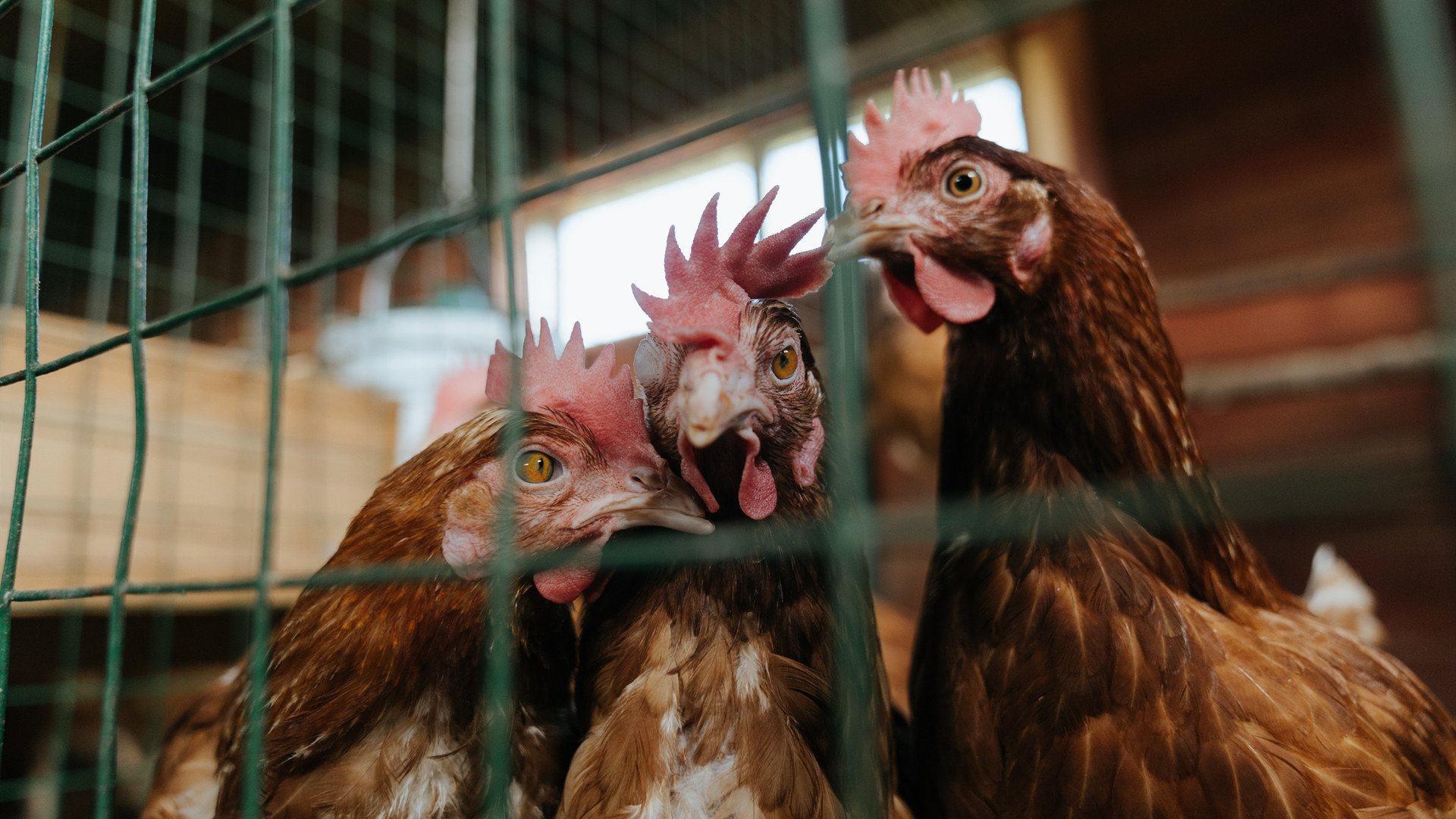 苏格兰橄榄球青训体系逐步完善，球员成长空间巨大，苏格兰场受训